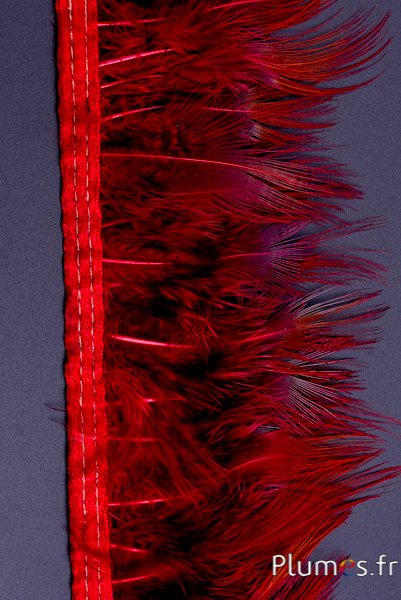 Frange faisan doré - long. plumes 6-8 cm - carmin